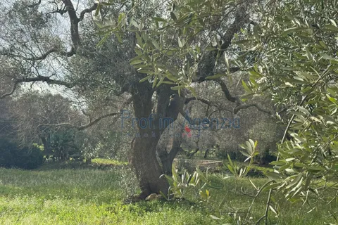 Landejendom i Carovigno, Brindisi, Carovigno - € 54.000 | Ref: 122834 - foto 12